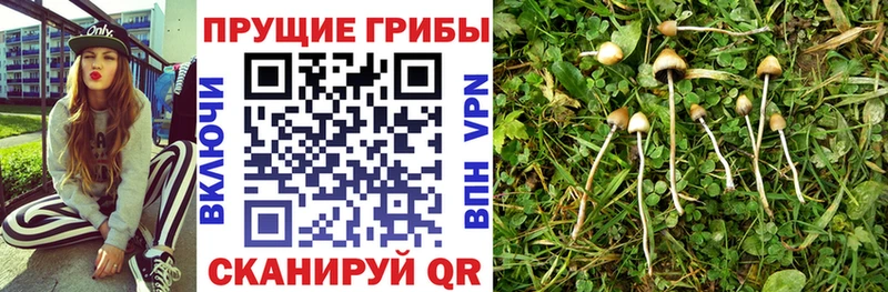 omg сайт  даркнет сайт  Череповец  Галлюциногенные грибы ЛСД 